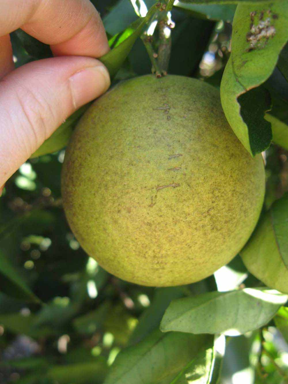            Fruit (Winter Haven, FL)   